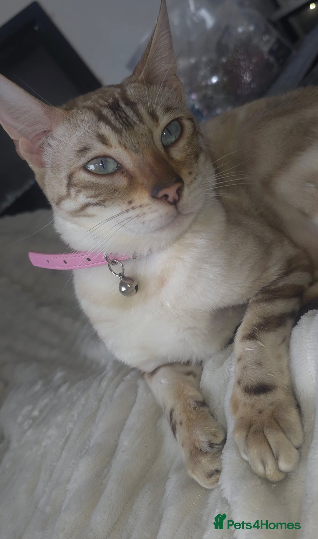 Bengal cats for sale: ✨ Planned Litter – Luxury Snow Bengals | Spring ✨ - Advert 3