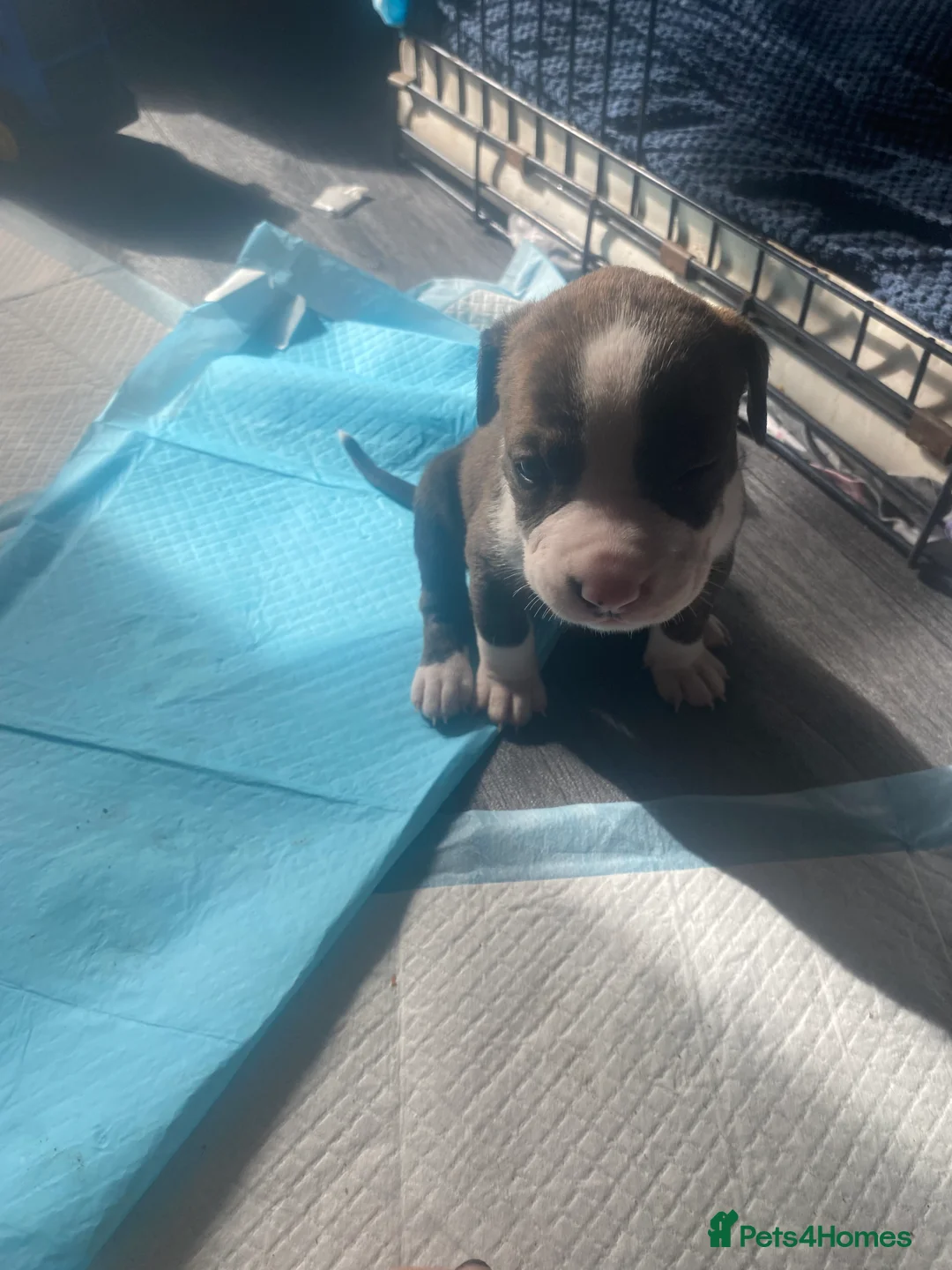 Mixed Breed dogs for sale: Beautiful litter - Advert 2