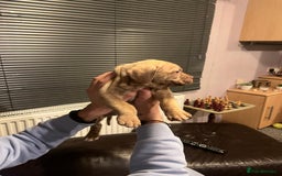 Mixed Breed dogs for sale: Boxer/Staff/Cane Corso Puppies for Sale - Advert 19