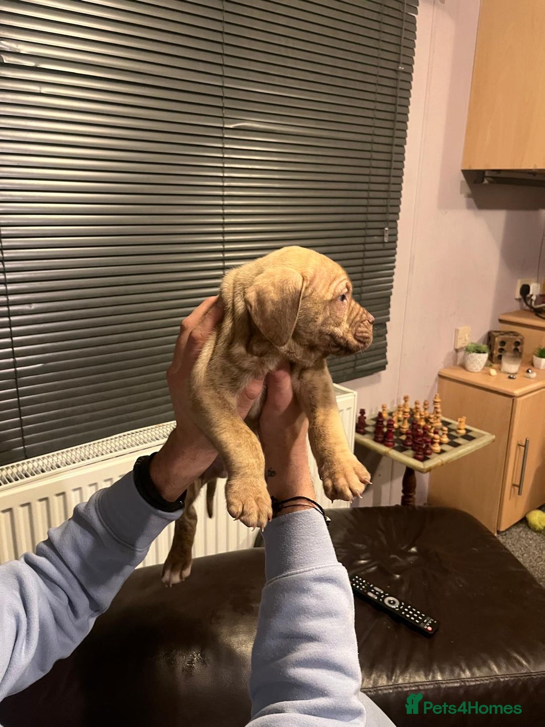 Mixed Breed dogs for sale: Boxer/Staff/Cane Corso Puppies for Sale - Advert 19