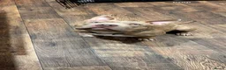 American Bully dogs for sale: Bugzy - Advert 2