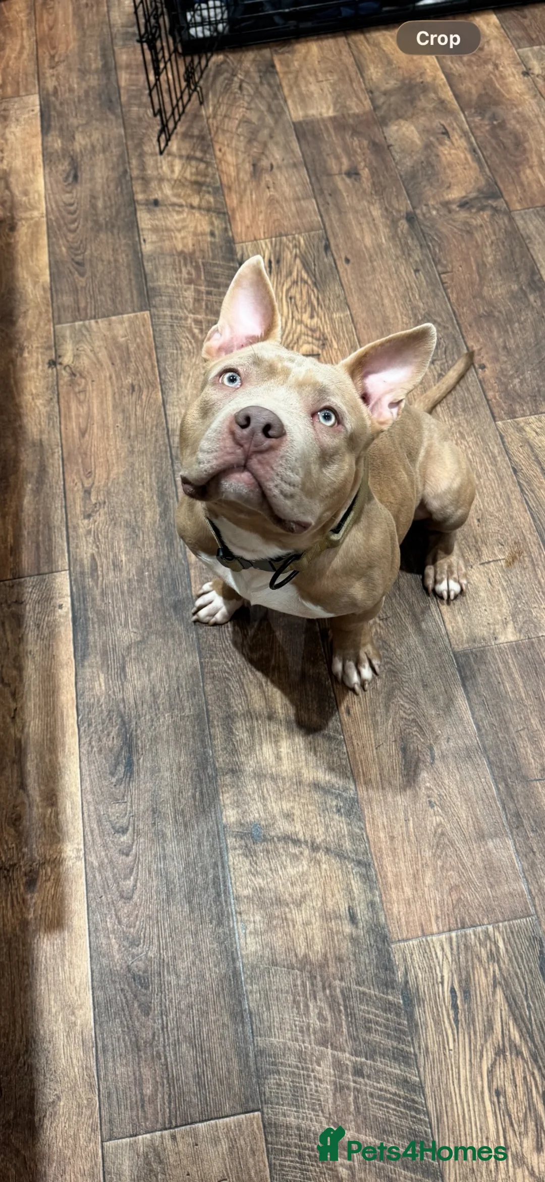 American Bully dogs for sale: Bugzy - Advert 2