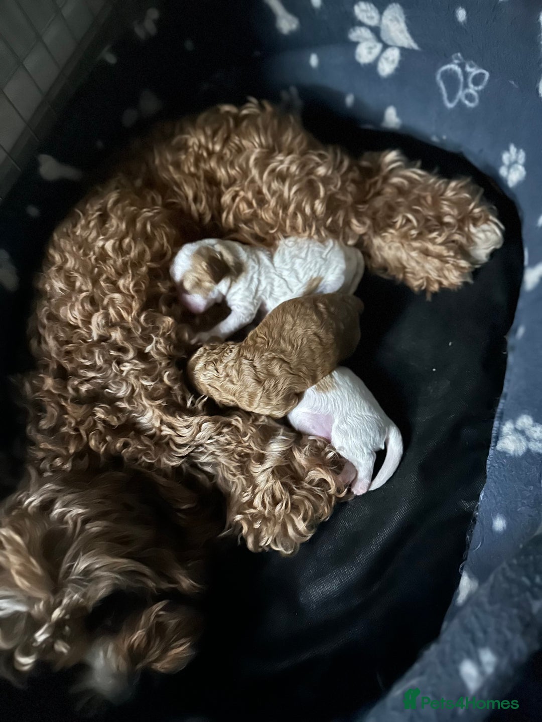 Cavapoo dogs for sale: Cavapoo f2 puppies  - Advert 8