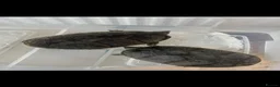 Turtle reptiles for sale: 2common musk turtles  in Halifax - Advert 1