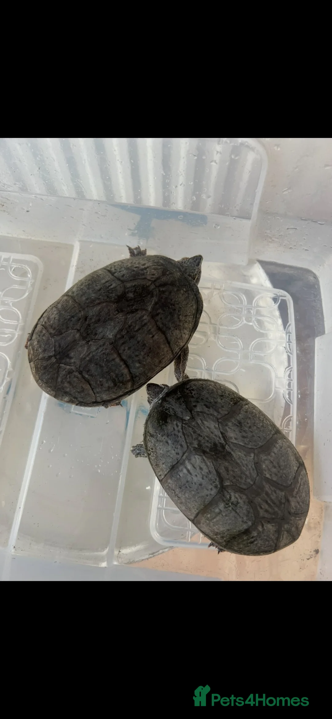 Turtle reptiles for sale: 2common musk turtles  in Halifax - Advert 1