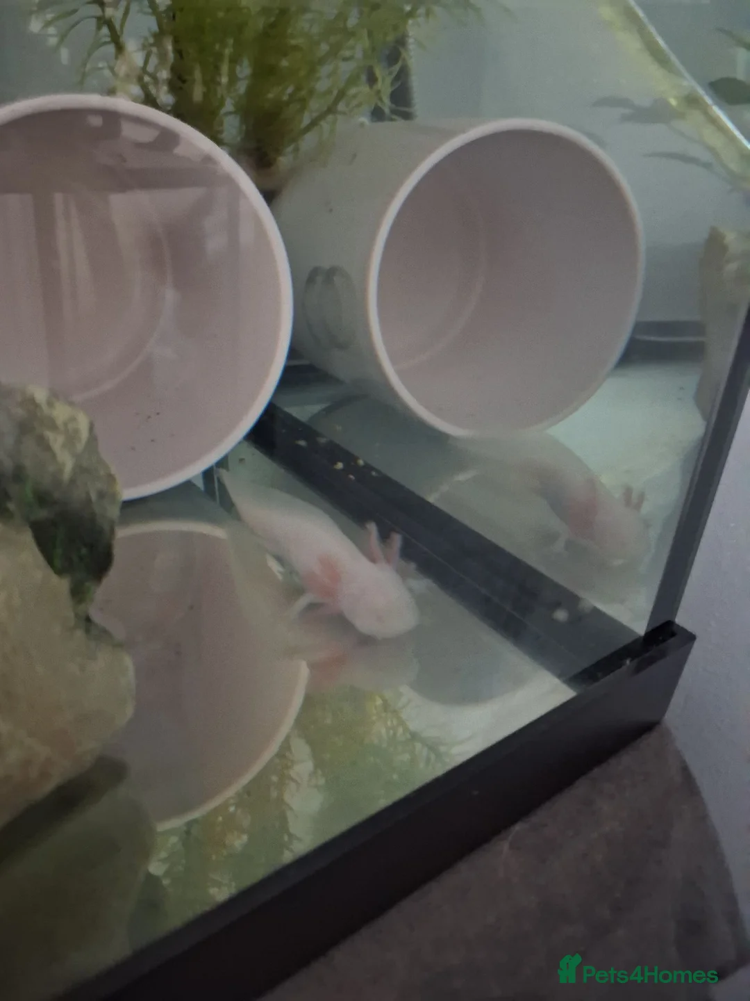 Axolotl reptiles for sale: Juvenile Axolotl x2 in ELY - Advert 2