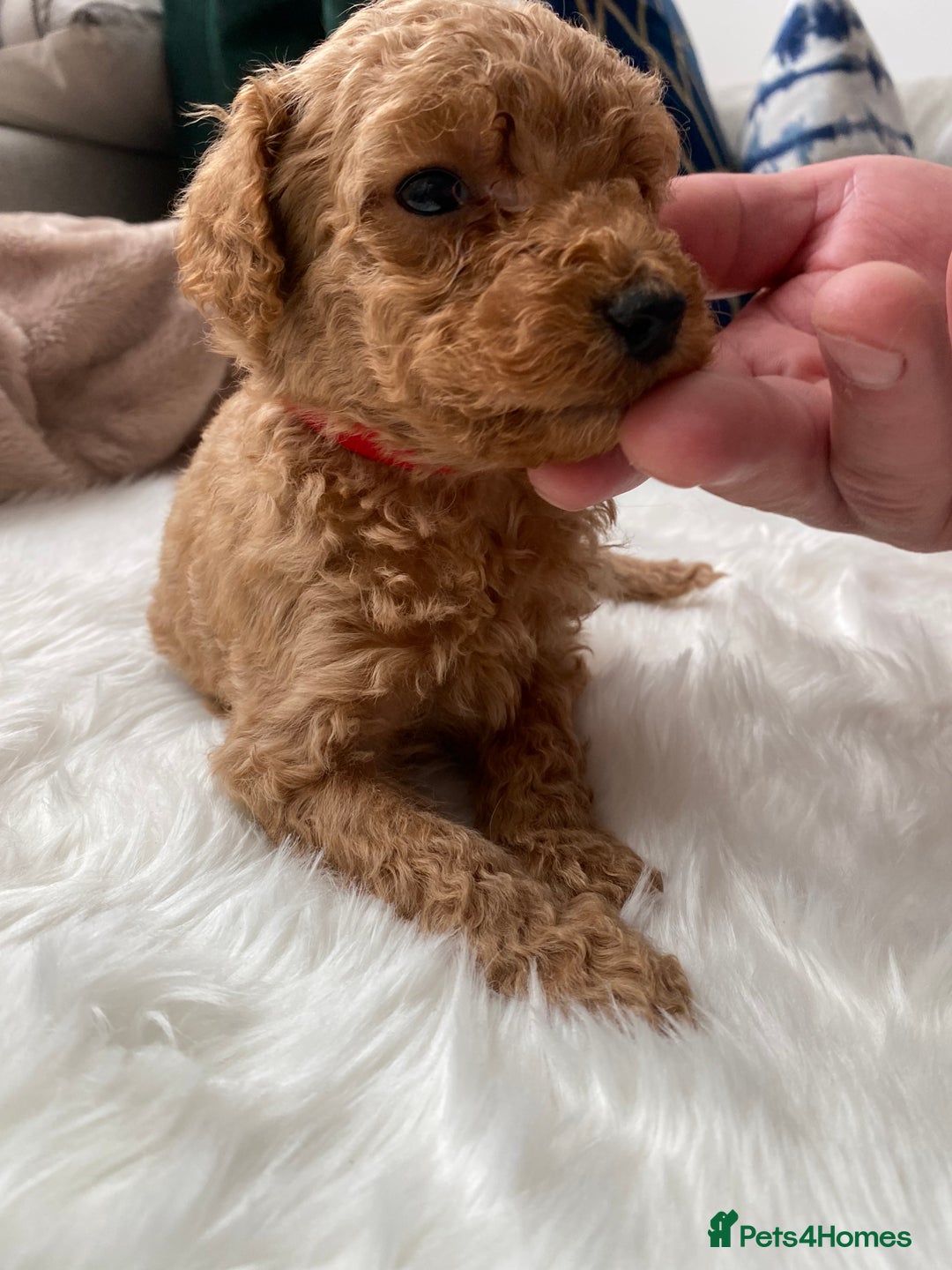 Goldendoodle dogs for sale: F1Goldendoodel puppies now ready for new home  - Advert 25