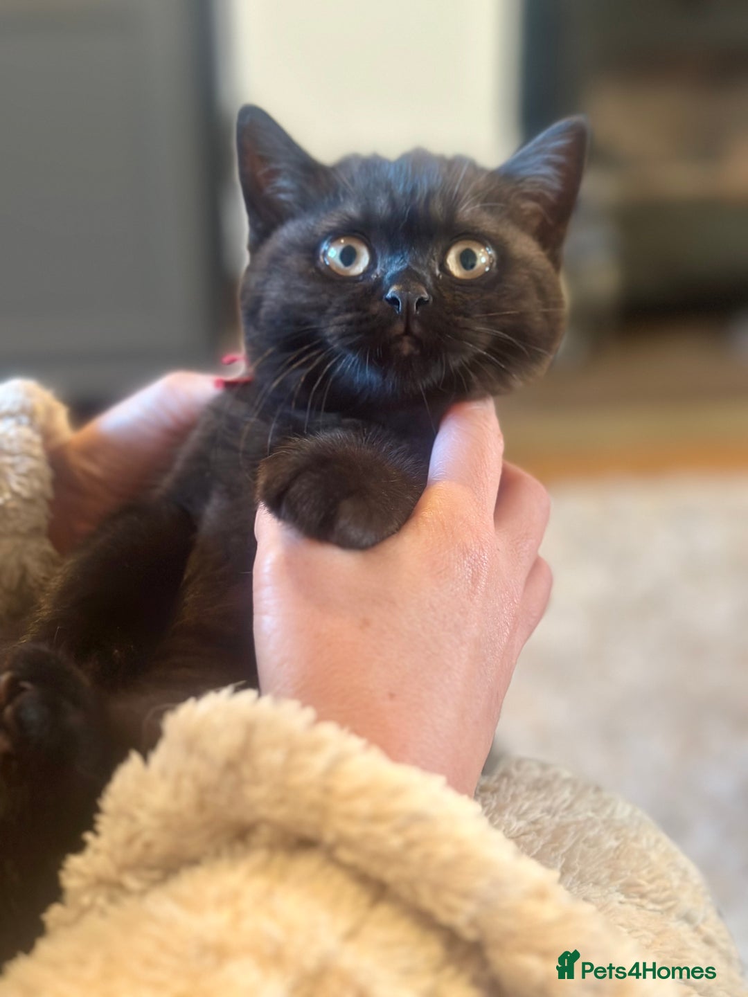 British Shorthair cats for sale: Superb British Short Hair kittens  in Bradford - Image 18