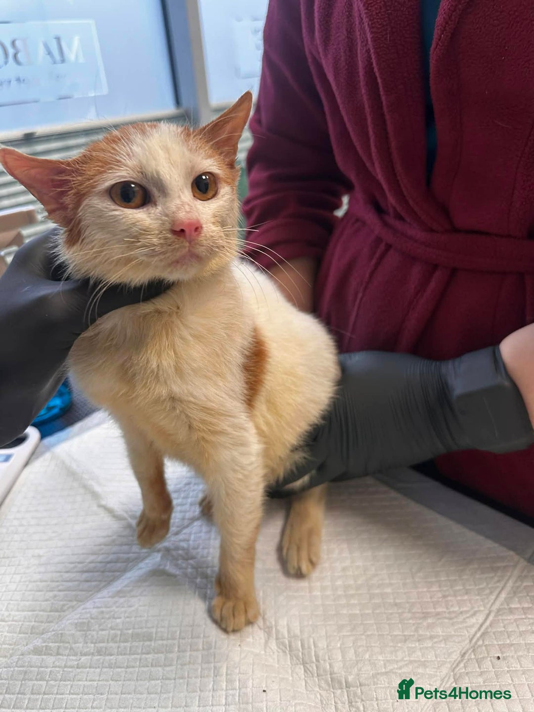 Mixed Breed cats for adoption: Apricot for adoption - Advert 4