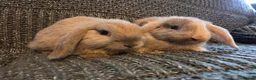Mini Lop rabbits for sale: 8 week old very tame mini lop boys - Advert 4