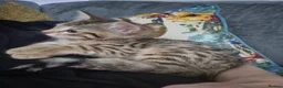 Bengal cats for sale: Male bengal kitten  - Advert 4