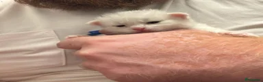 Scottish Fold Kitten 2