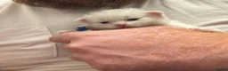 Scottish Fold cats for sale: White Scottish fold long and short hair kittens  - Advert 8