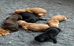 Cocker Spaniel dogs for sale: 6 Show type cocker spaniel puppies  - Image 6