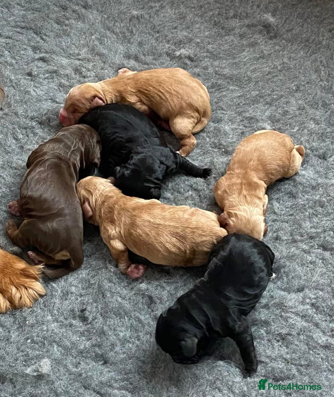 Cocker Spaniel dogs for sale: 6 Show type cocker spaniel puppies  - Image 6
