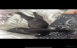Mixed Breed cats for sale: 6 month old kitten, black with white patch. - Image 3
