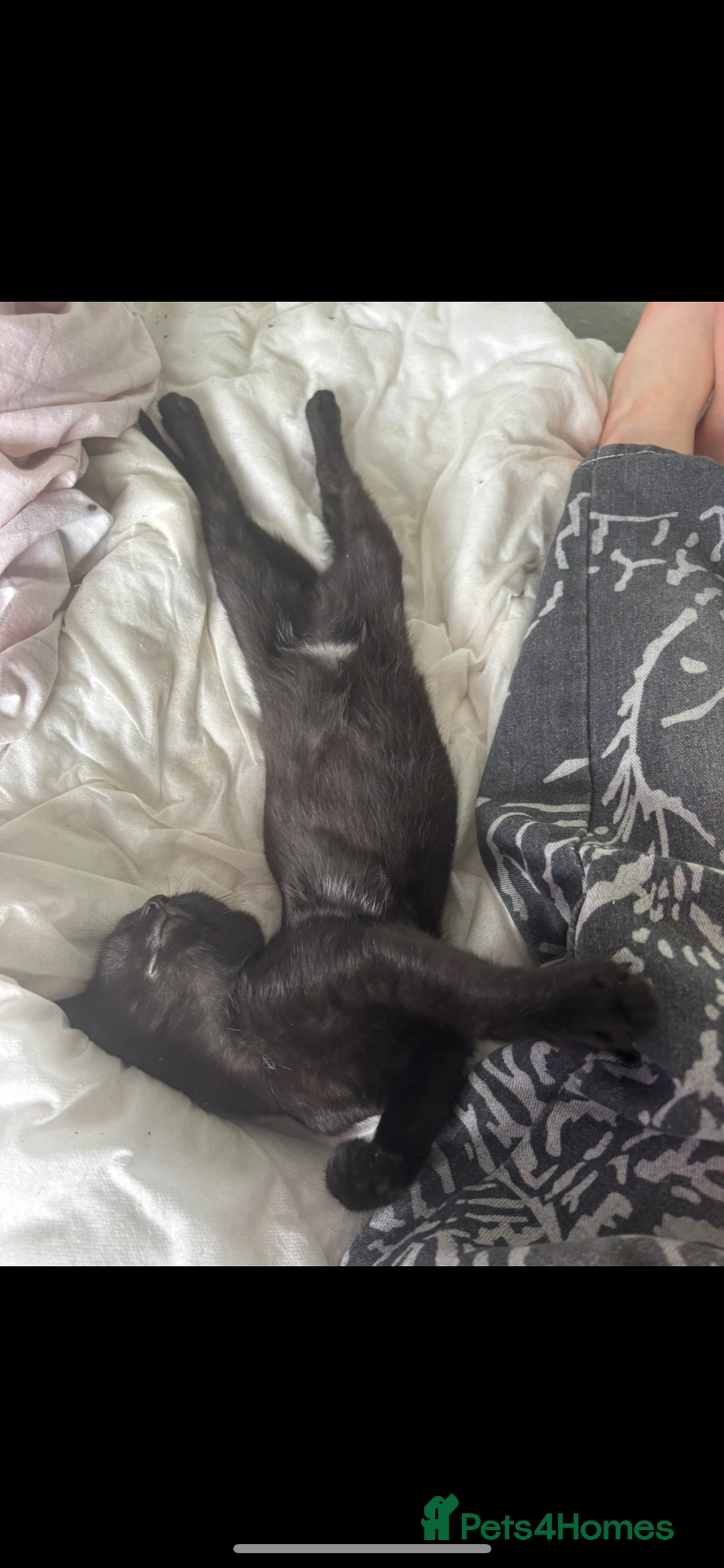 Mixed Breed cats for sale: 6 month old kitten, black with white patch. - Image 3
