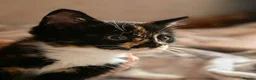 Maine Coon cats for sale: I have one girl left stunning ❤️‍🔥❤️ - Advert 5