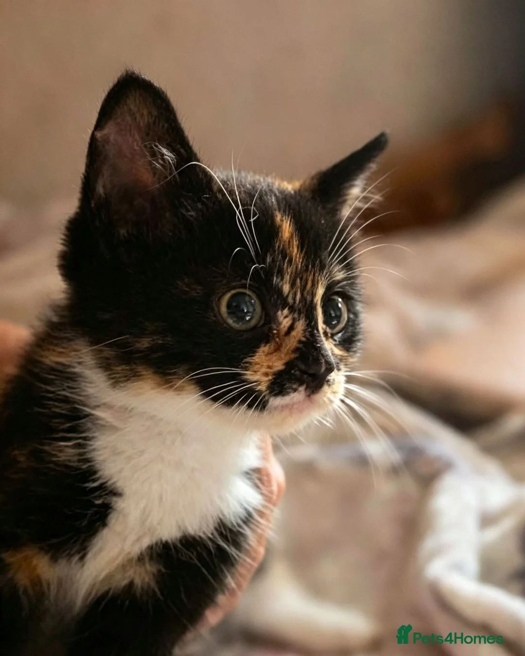 Maine Coon cats for sale: I have one girl left stunning ❤️‍🔥❤️ - Advert 5