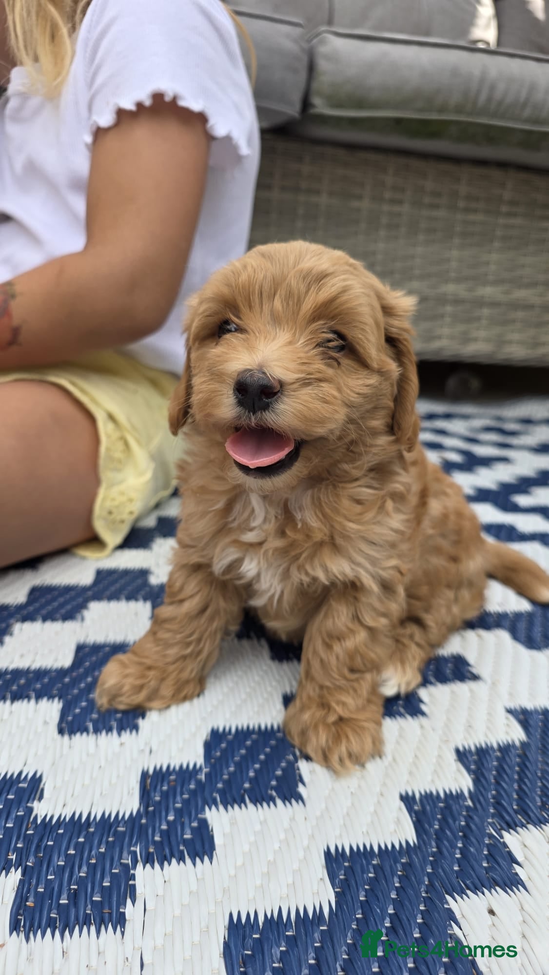 Maltipoo dogs  Adorable Tiny Toy Maltipoo puppies 🐶 - Advert 2