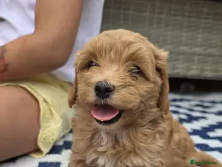 Maltipoo dogs Adorable Tiny Toy Maltipoo puppies 🐶 - Advert 1