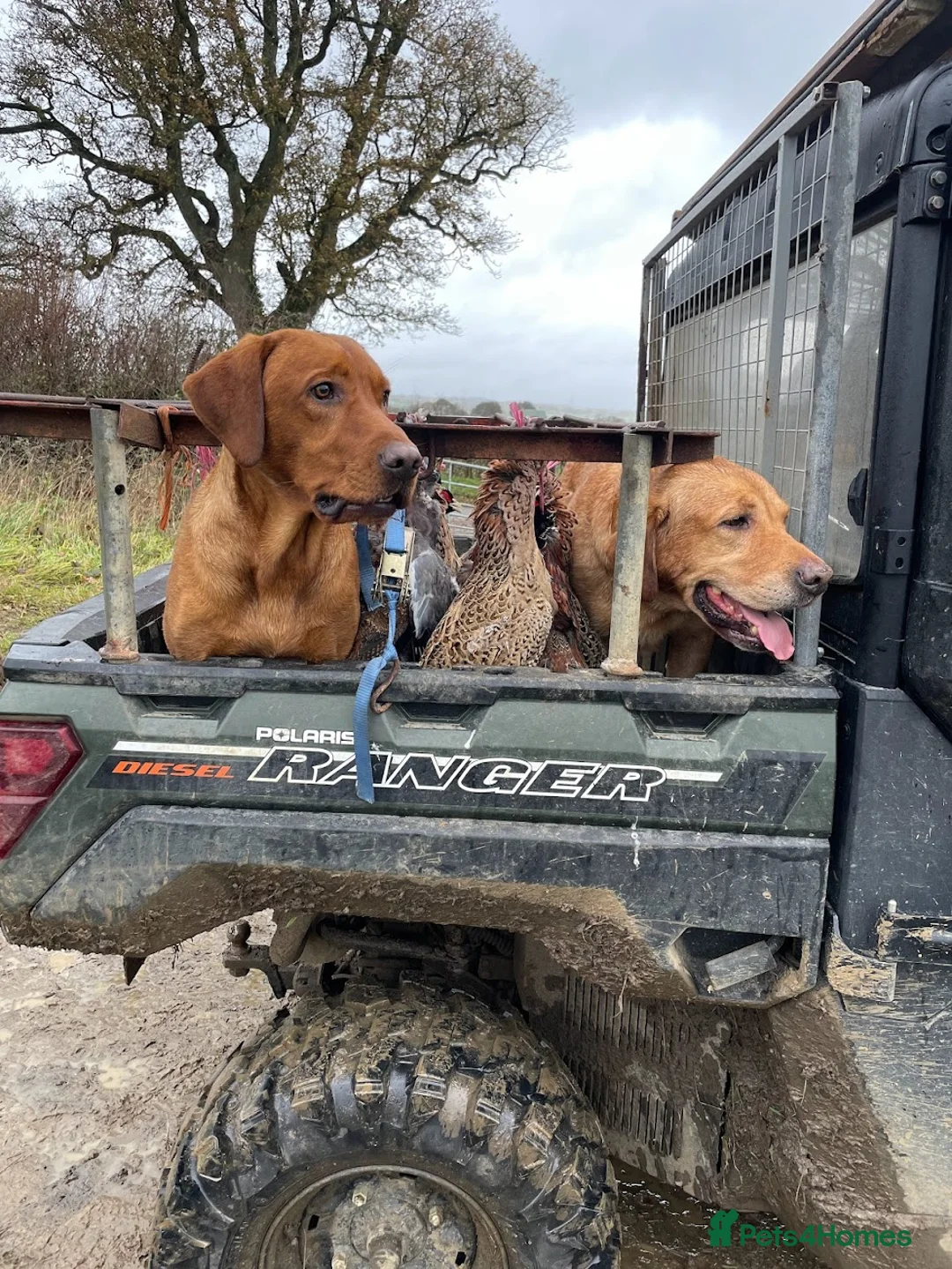 Labrador Retriever dogs for stud: Fully Health Tested Fox Red Stud Dog in Radstock - Advert 8