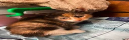 Mixed Breed cats for sale: 4 kitten ready for rehoming in Thatcham - Advert 4