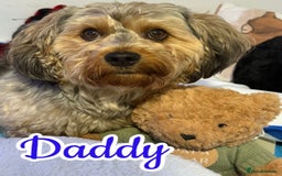 Mixed Breed dogs for sale: 🐾 Adorable Puppies Ready for Forever Homes 🐾 - Advert 14