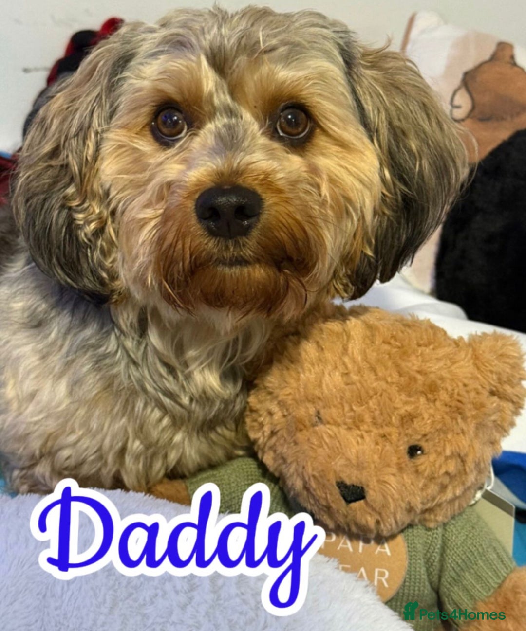 Mixed Breed dogs for sale: 🐾 Adorable Puppies Ready for Forever Homes 🐾 - Advert 14