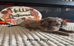 Cocker Spaniel dogs for sale: Cocker spaniel merle puppies - Image 14