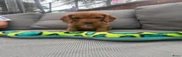 Cockerdor dogs for sale: Beautifully marked Cockerdor puppies - Advert 9