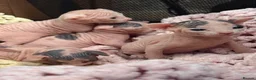 Sphynx cats for sale: sphynx kittens for reservations  - Advert 6