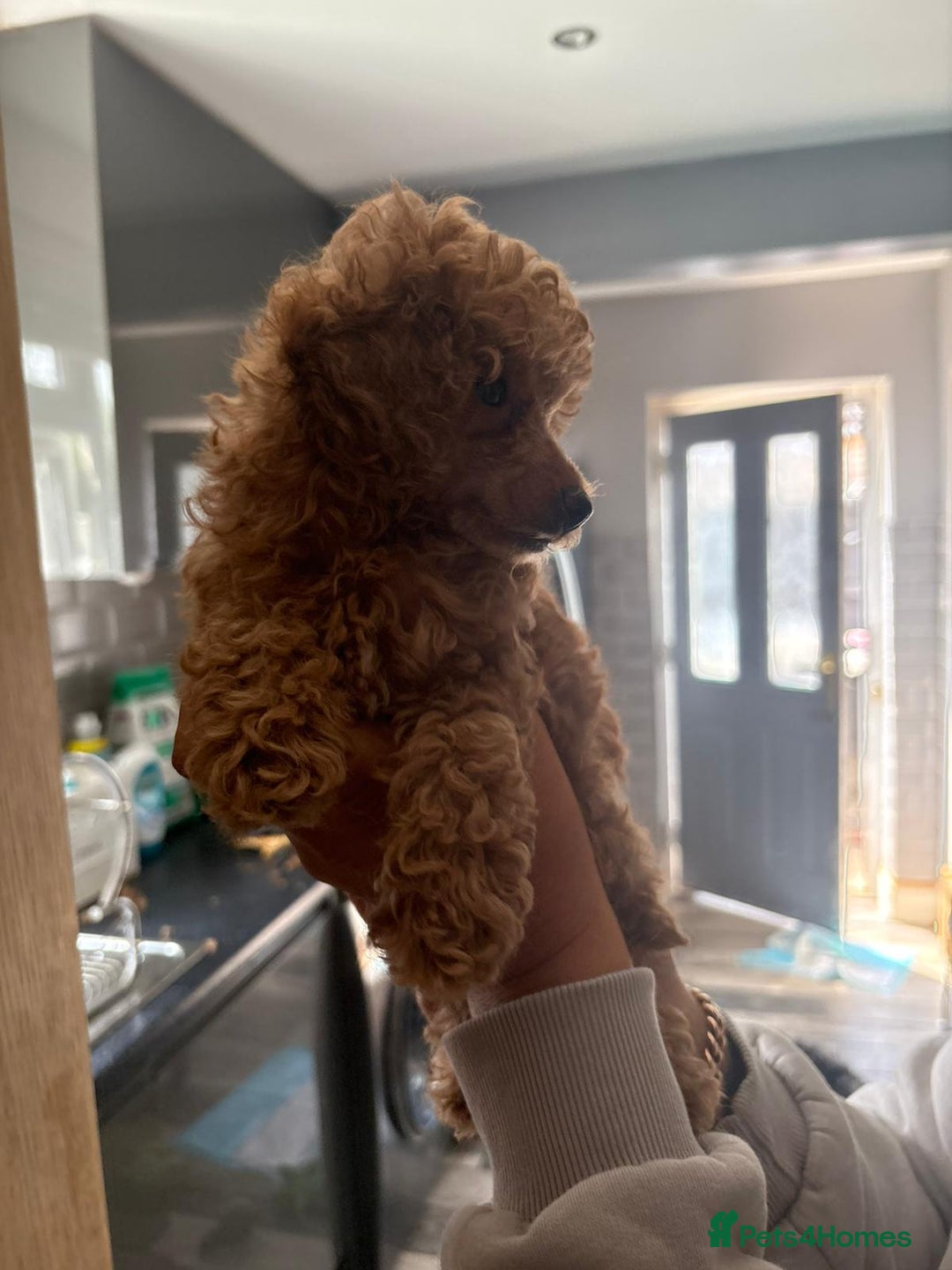Toy Poodle dogs for sale: Last Toy Poodle girl 🐩 - Image 8
