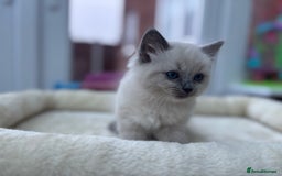 Ragdoll cats for sale: **Gorgeous Ragdolls**  - Advert 17