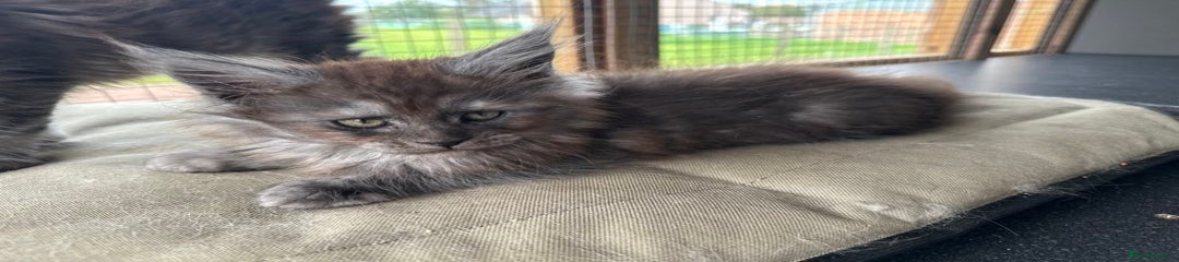 Maine Coon Kitten 2