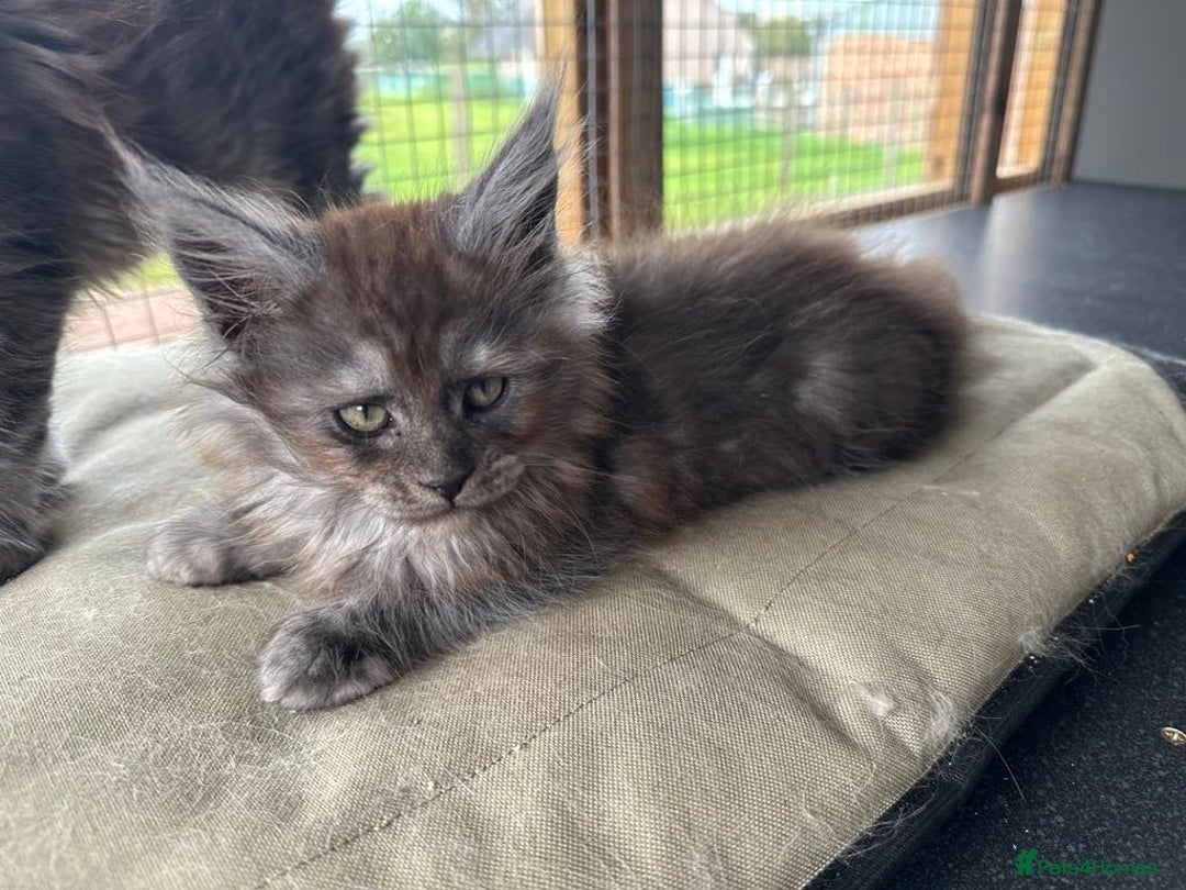 Maine Coon cats for sale: Beautiful Maine coon girls - Image 4