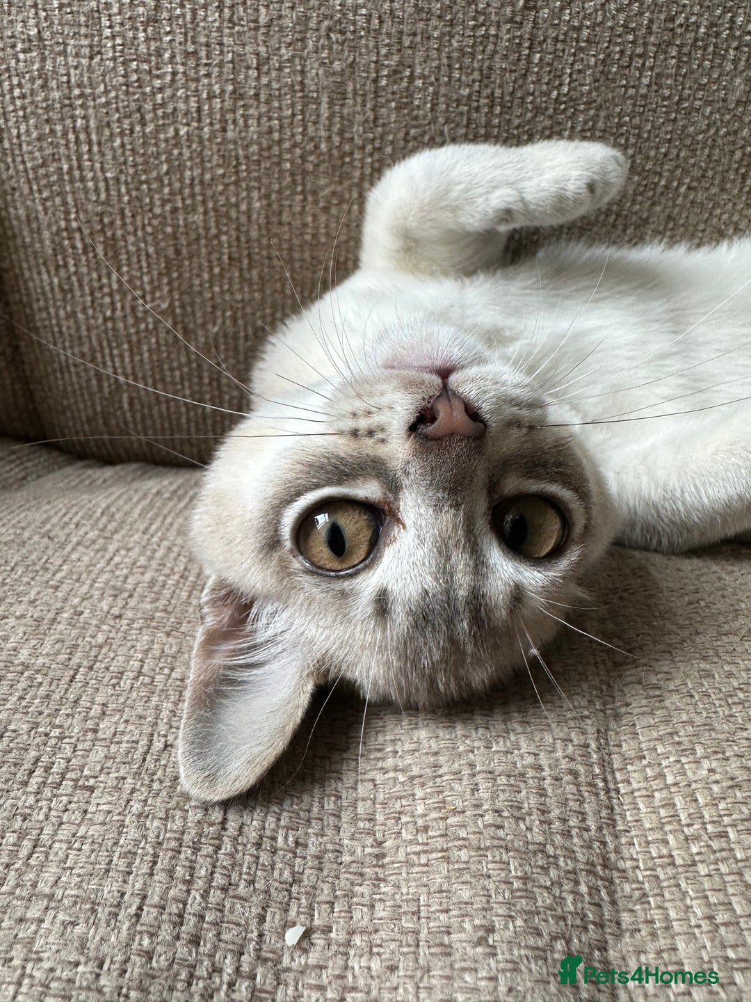 Burmese cats for sale: GCCF reg Pedigree Kittens - Image 1
