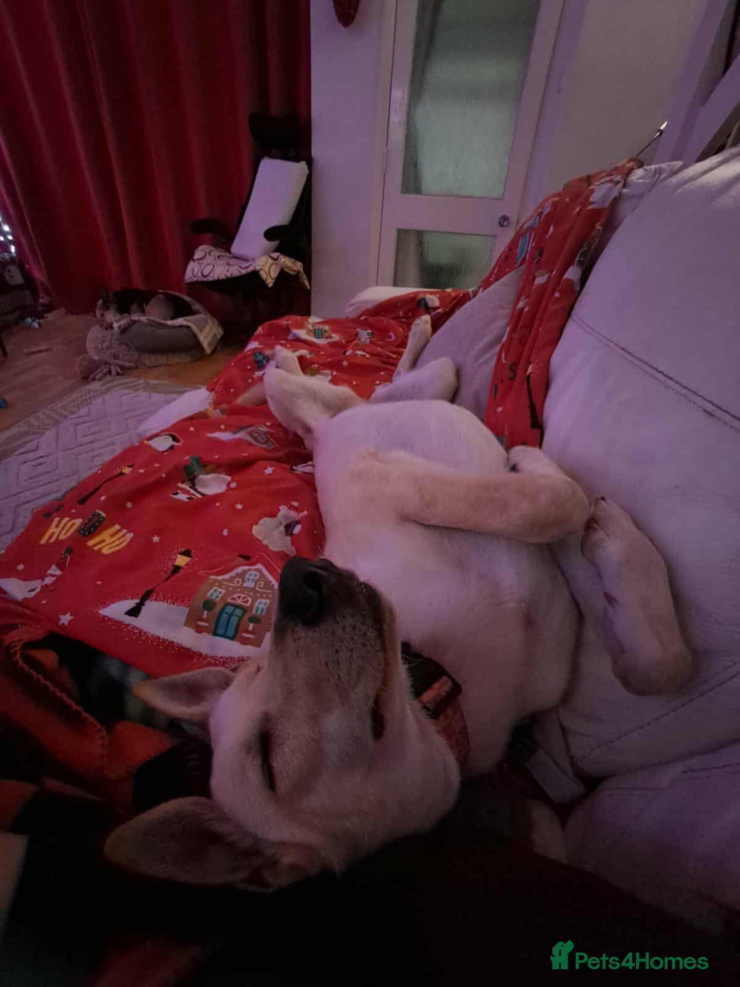 Mixed Breed dogs for adoption: Brooklyn is ready to steal your heart - Advert 10