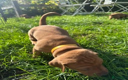 Mixed Breed dogs for sale: Vizla x Fox Red Lab (75/25) Puppies - Image 33