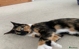 Mixed Breed cats for sale: Heavy heart re-homing  - Image 4