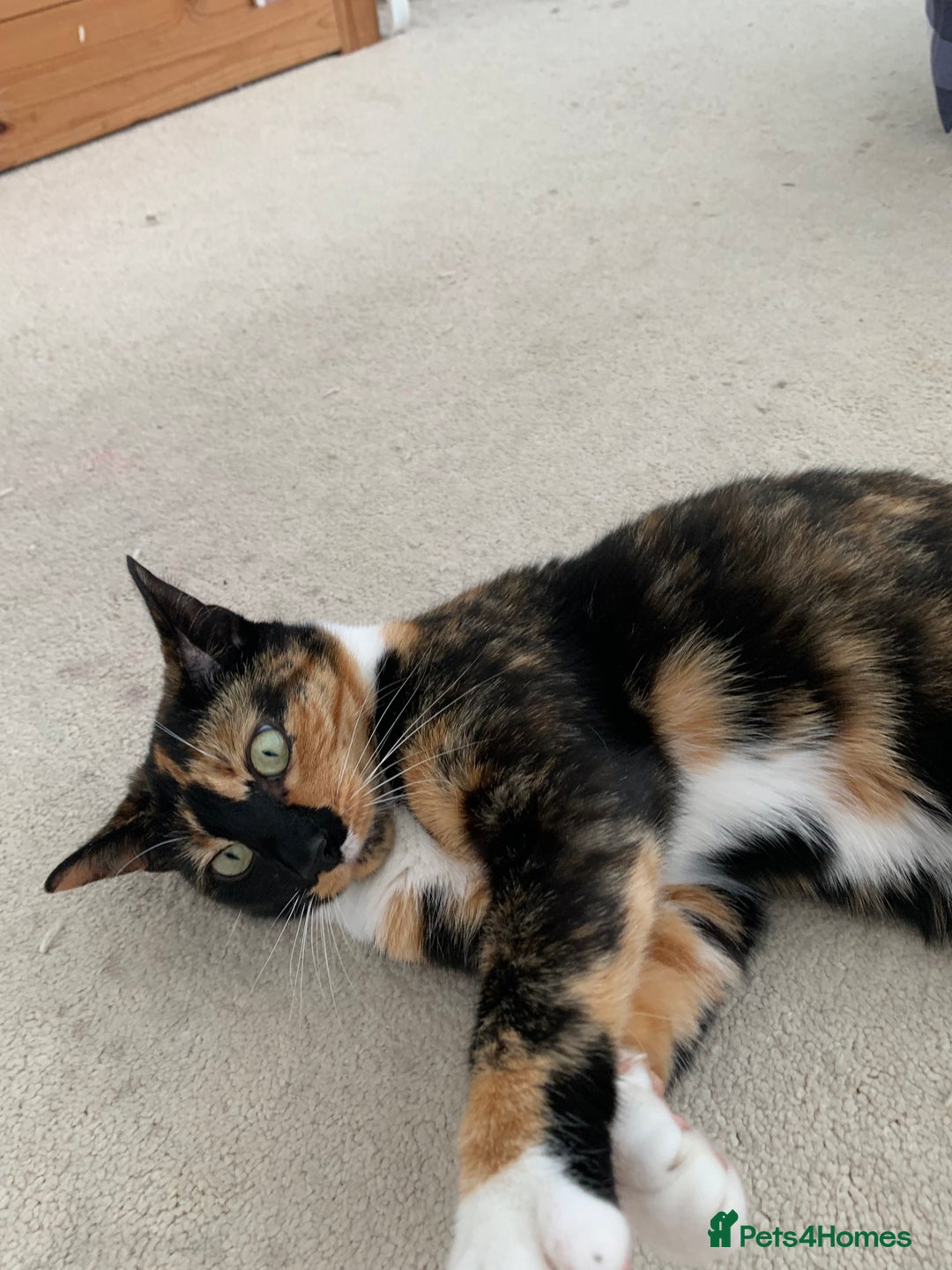 Mixed Breed cats for sale: Heavy heart re-homing  - Image 4