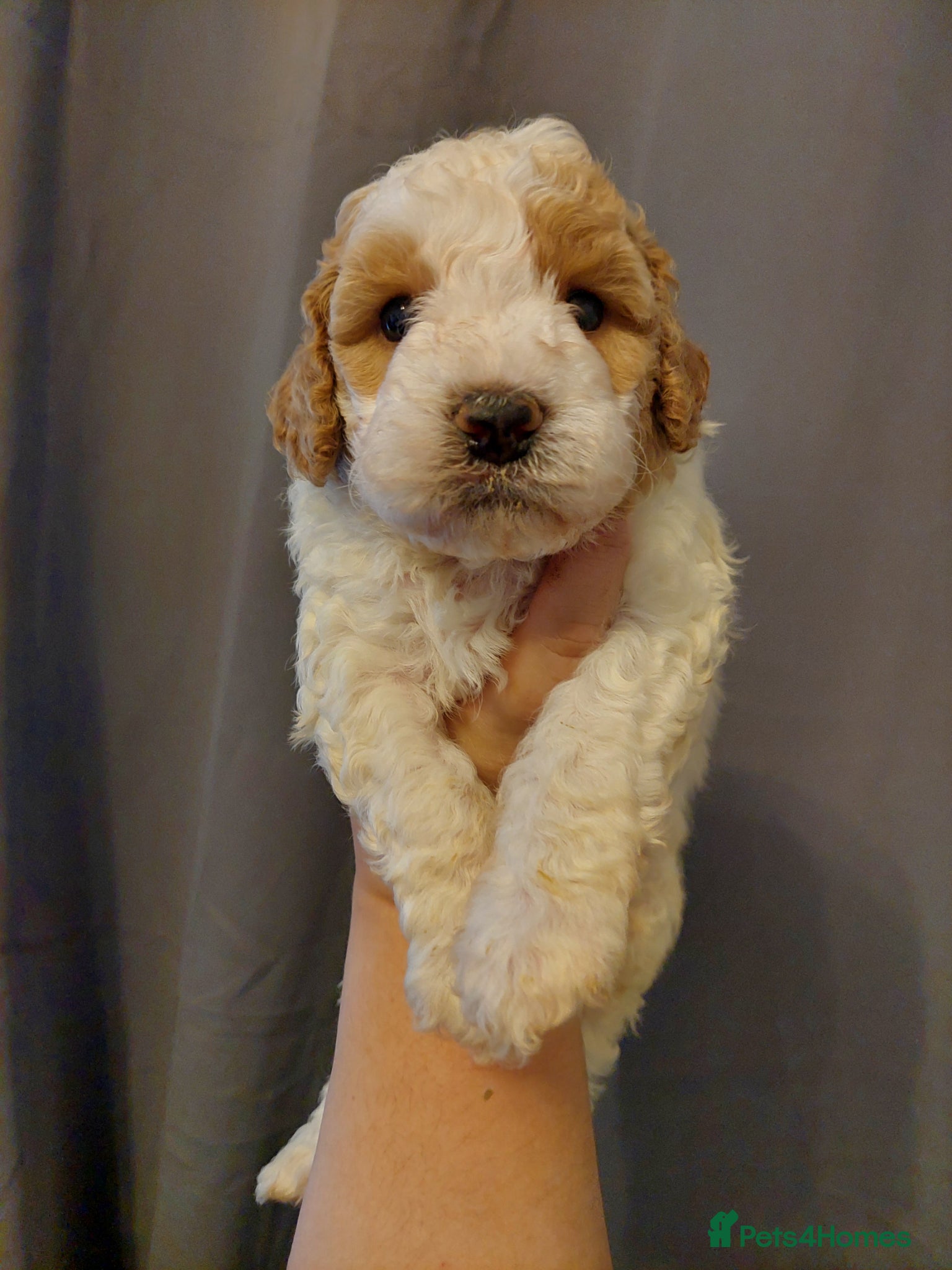 Cavapoo dogs Beautiful Cavapoo Puppies  - Advert 14