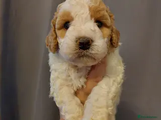 Cavapoo dogs Beautiful Cavapoo Puppies - Advert 14