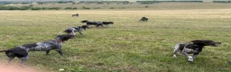 German Shorthaired Pointer dogs for stud: Outstanding GSP for stud  - Advert 2