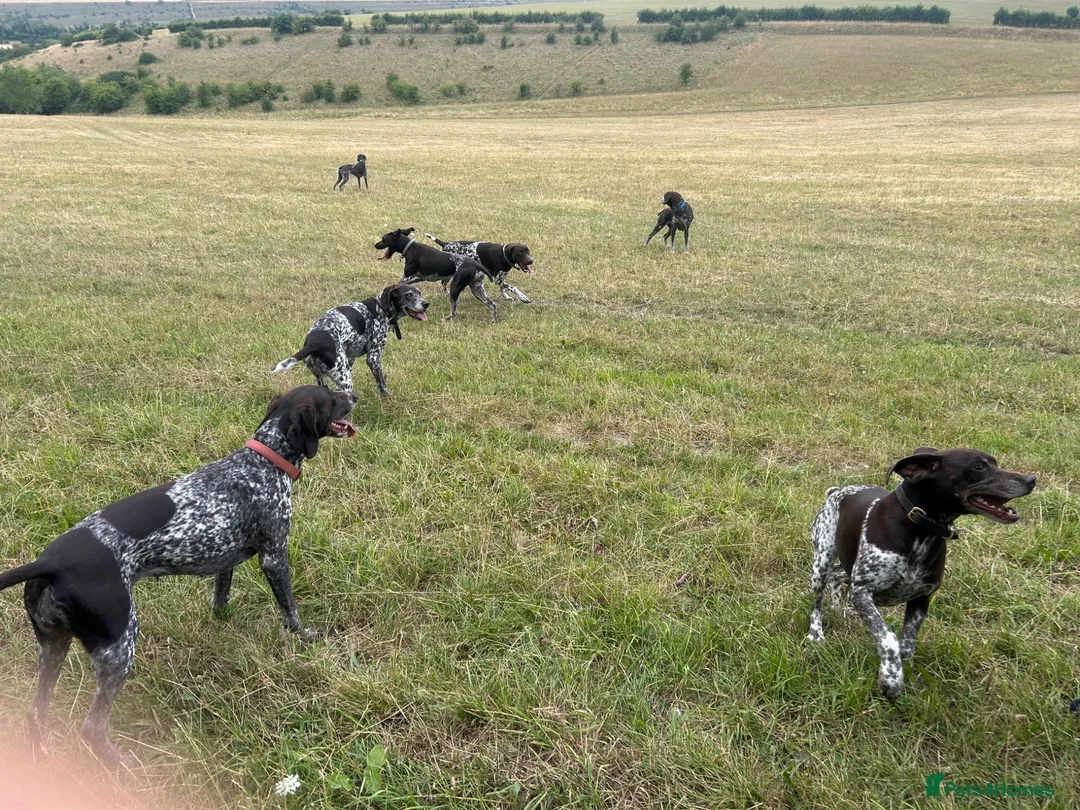 German Shorthaired Pointer dogs for stud: Outstanding GSP for stud  - Advert 2