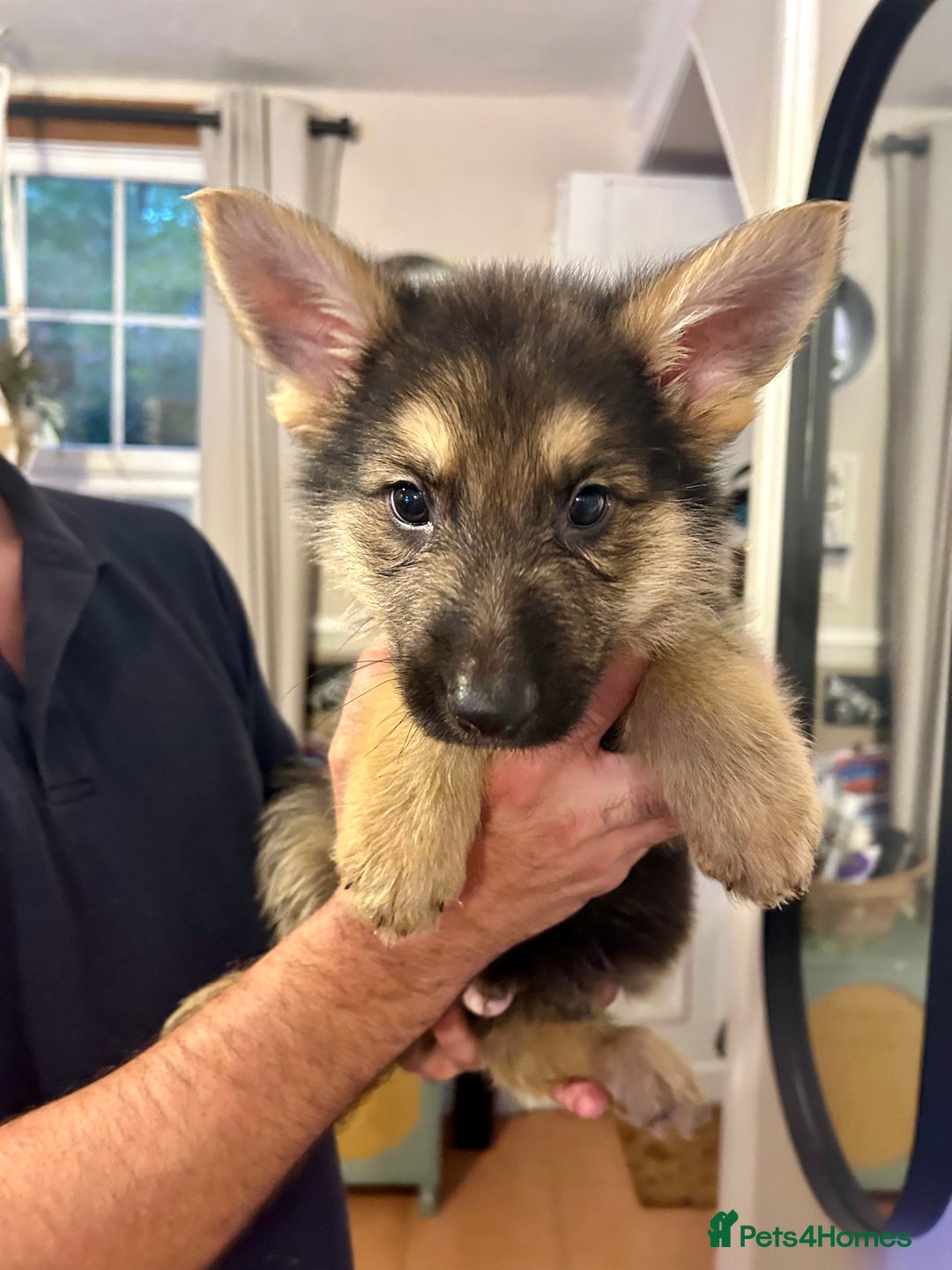 German Shepherd dogs for sale: 6 Beautiful straight back German Sheperd puppies  - Advert 16
