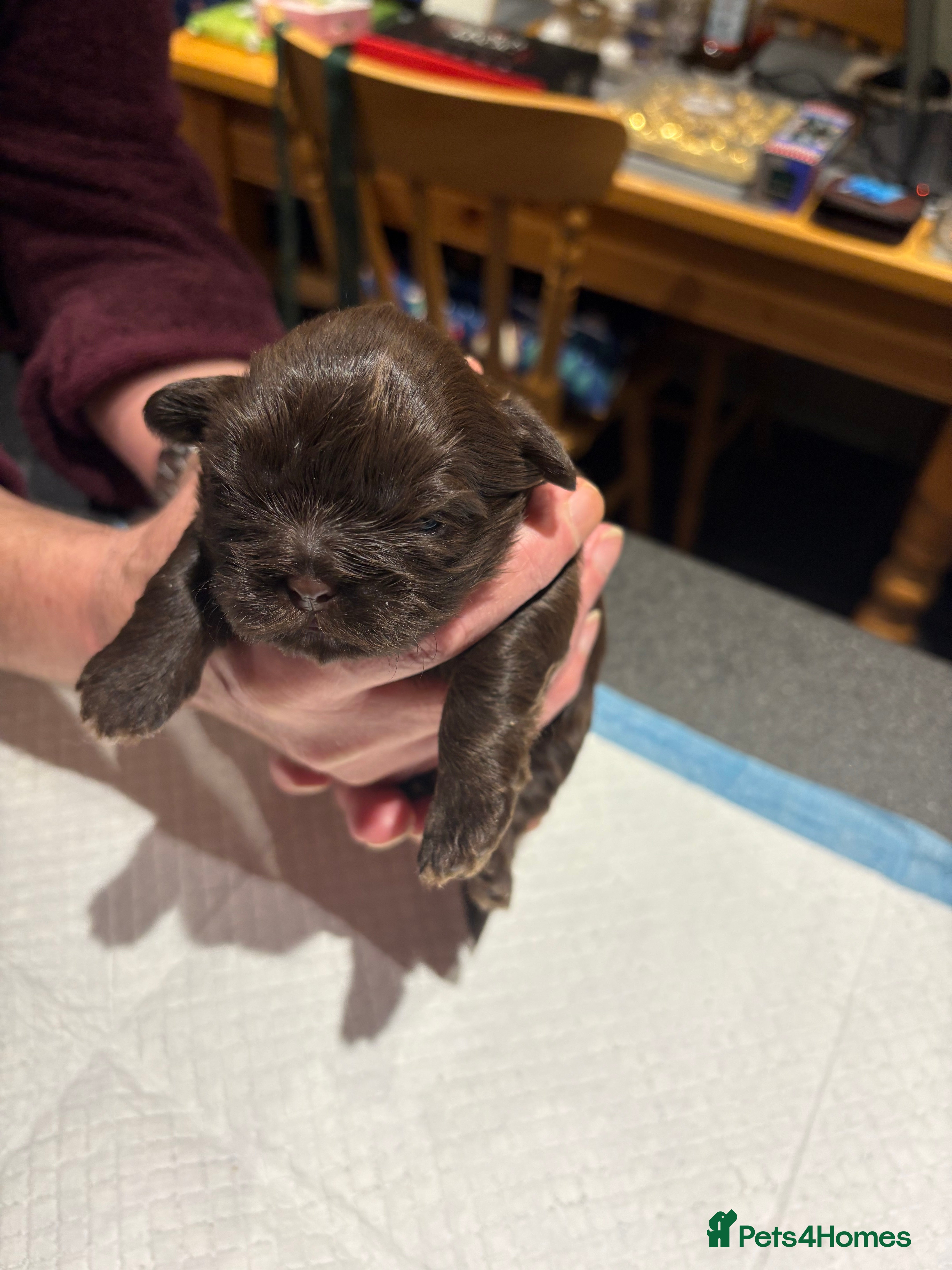 Shih Tzu dogs Karashishi shih tzu - Advert 18