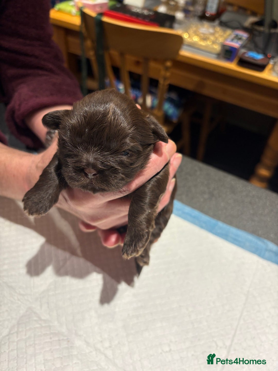 Shih Tzu dogs for sale: Karashishi shih tzu - Advert 1