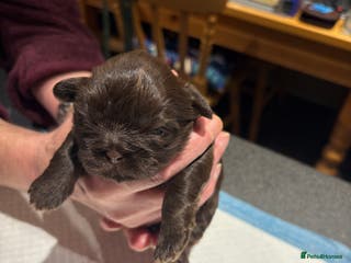 Shih Tzu dogs Karashishi shih tzu - Advert 7