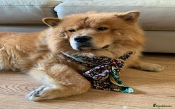 Chow Chow dogs for stud: Chow Chow Studs (Ragsbagsandbear Mating Services) - Advert 1